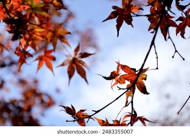 2013年法国网球公开赛全程高清直播精彩回顾 2013年法国网球公开赛全程高清直播精彩回顾