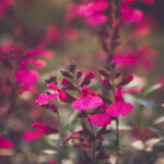 2014153期双色球开奖结果查询与中奖号码公布 eoe3sy2