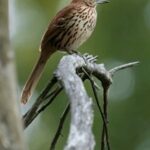 2014116期双色球开奖时间具体是哪天几点? hjm27tutk